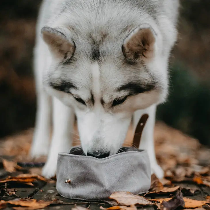 Explorer Travel Dog Bowl